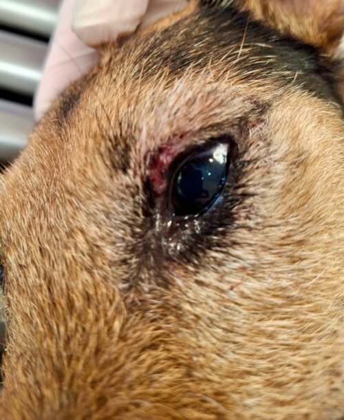 Discussion à propos d’un cas de dermatite lichénoïde psoriasiforme atypique chez une chienne Fox-Terrier.