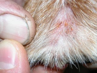 photocas-de-trombiculose-canine2