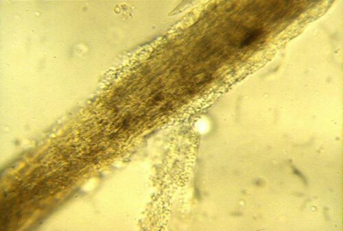 Diagnostic expérimental des dermatophytoses canines et félines