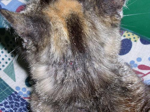 prurit-cervico-facial-origine-dermatophytique1