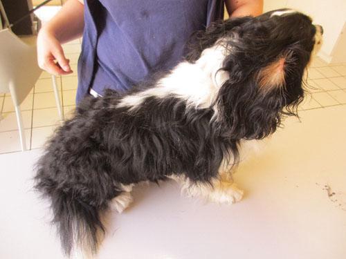Un cas de syndrome icthyosiforme chez un Cavalier King Charles Spaniel syndrome-icthyosiforme-cavalier_02