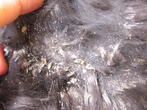 Un cas de syndrome icthyosiforme chez un Cavalier King Charles Spaniel syndrome-icthyosiforme-cavalier_06