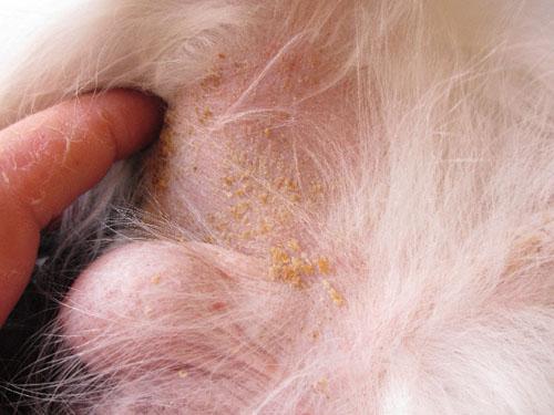 Un cas de syndrome icthyosiforme chez un Cavalier King Charles Spaniel syndrome-icthyosiforme-cavalier_07