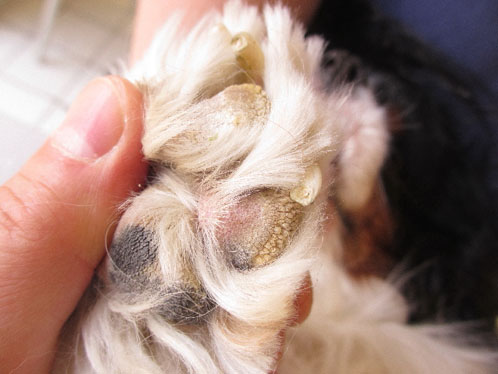 Un cas de syndrome icthyosiforme chez un Cavalier King Charles Spaniel syndrome-icthyosiforme-cavalier_08