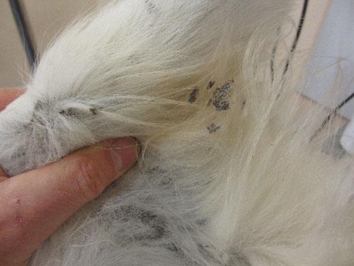 Un cas de syndrome icthyosiforme chez un Cavalier King Charles Spaniel syndrome-icthyosiforme-cavalier_09