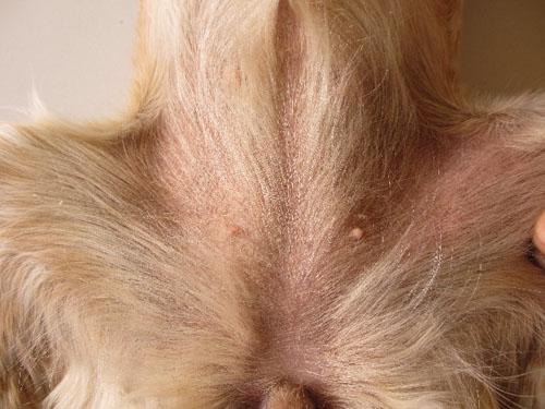 Un cas de syndrome icthyosiforme chez un Cavalier King Charles Spaniel syndrome-icthyosiforme-cavalier_10