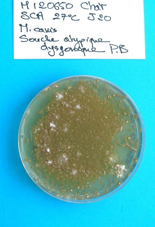 teigne-microsporum-canis-extensive11