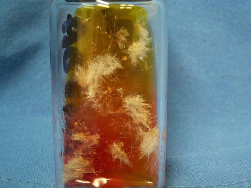 teigne-microsporum-canis-extensive14