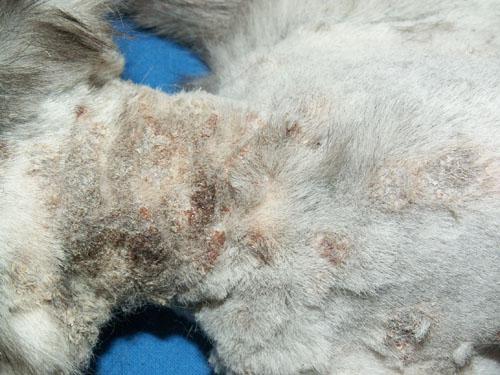 teigne-microsporum-canis-extensive2
