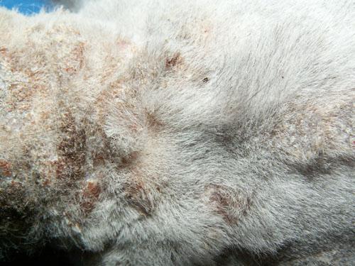 teigne-microsporum-canis-extensive3