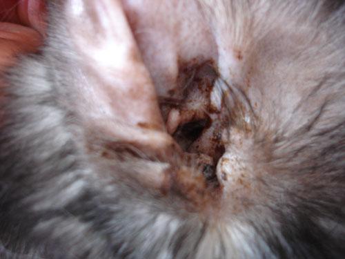 teigne-microsporum-canis-extensive4