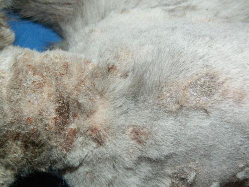 teigne-microsporum-canis-extensive7