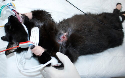 Tumeur mammaire chez la chatte : Diagnostic et Traitements