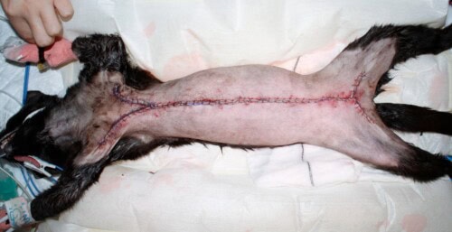 Tumeur mammaire chez la chatte : Diagnostic et Traitements