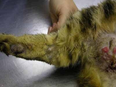 Tumeur mammaire chez la chatte : Diagnostic et Traitements