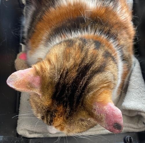 Chatte présentant une alopécie squameuse et croûteuse des pavillons auriculaires