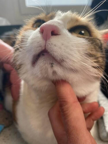 Croûtes du menton chez une chatte atteinte de dermatophytose