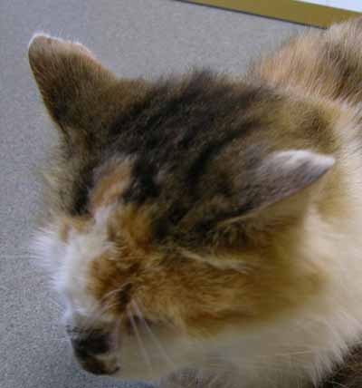 un-cas-de-protothecose-feline7